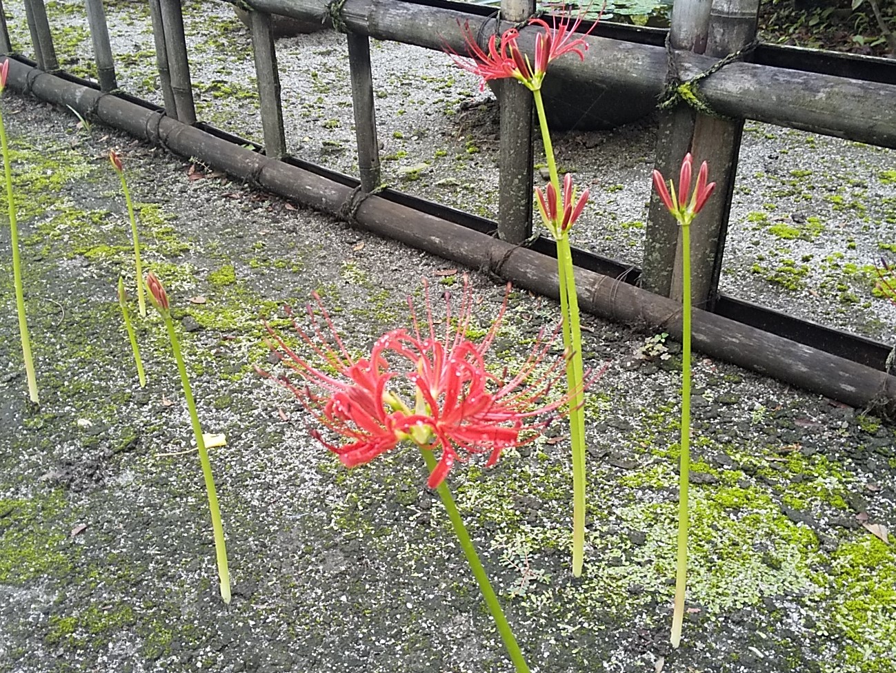 彼岸花